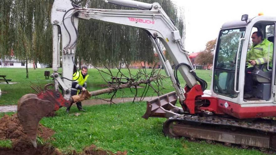 Operarios municipales plantan un árbol en Los Riegos.