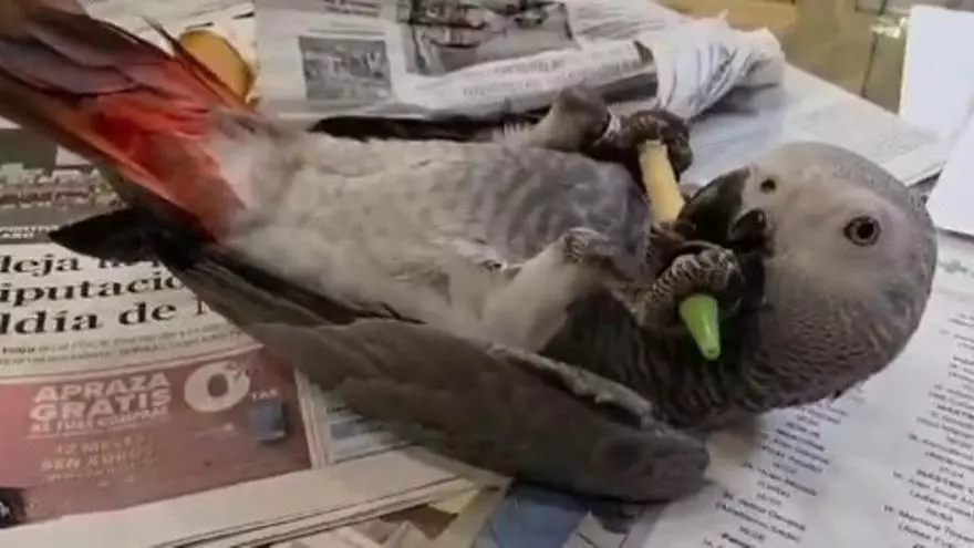 Jácome anuncia la muerte del «lorito» de Democracia Ourensana