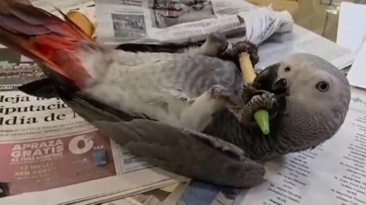 El loro de DO falleció el lunes.