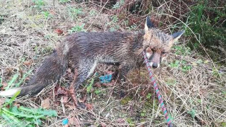 El animal fotografiado tras ser capturado por los agentes. // FdV