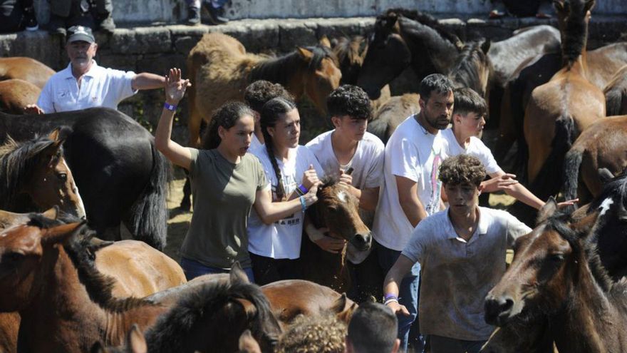 De arriba a abajo y de izda. a dcha.: entrada de las “bestas” al curro, pelea entre dos garañones, retirada de crías por parte de jóvenes “aloitadores”, rapa de ejemplares adultos y salida del anfiteatro. | // BERNABÉ/JAVIER LALÍN