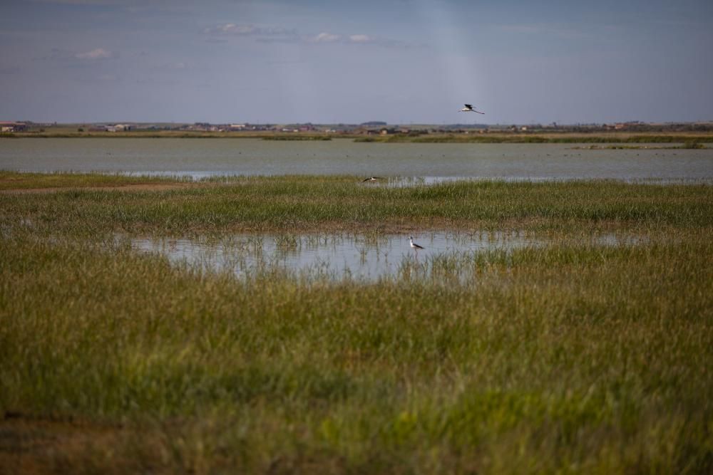 Aves en Villafáfila