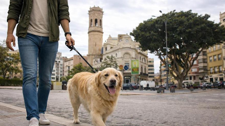 Burriana adjudica la creación de un censo canino genético por 120.947 euros