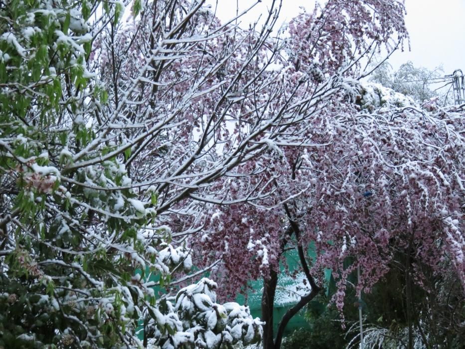 Nieve en Banyeres de Mariola a primera hora de esta mañana