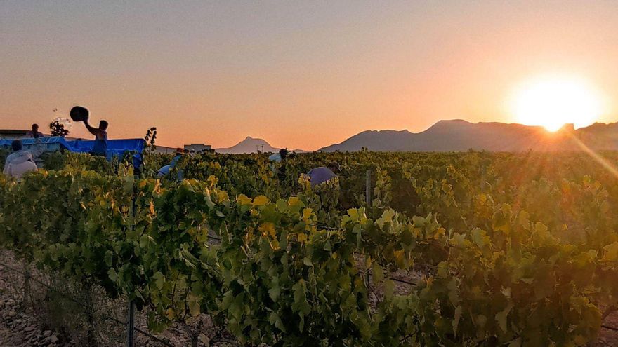 La sequía merma la cosecha de uva de secano en la DOP Jumilla