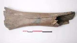 Un gran descubrimiento durante las obras del metro de Bruselas: encuentran huesos de mamut de hace más de 11.000 años