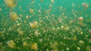 La medusa ‘huevo frito’ vuelve a niveles previos a la gran sopa verde del Mar Menor