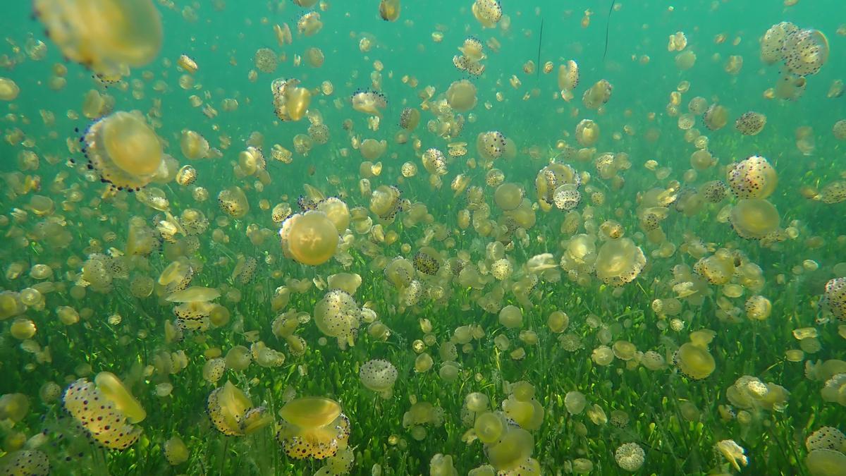Explosión de la medusa 'huevo frito' en el Mar Menor este junio.