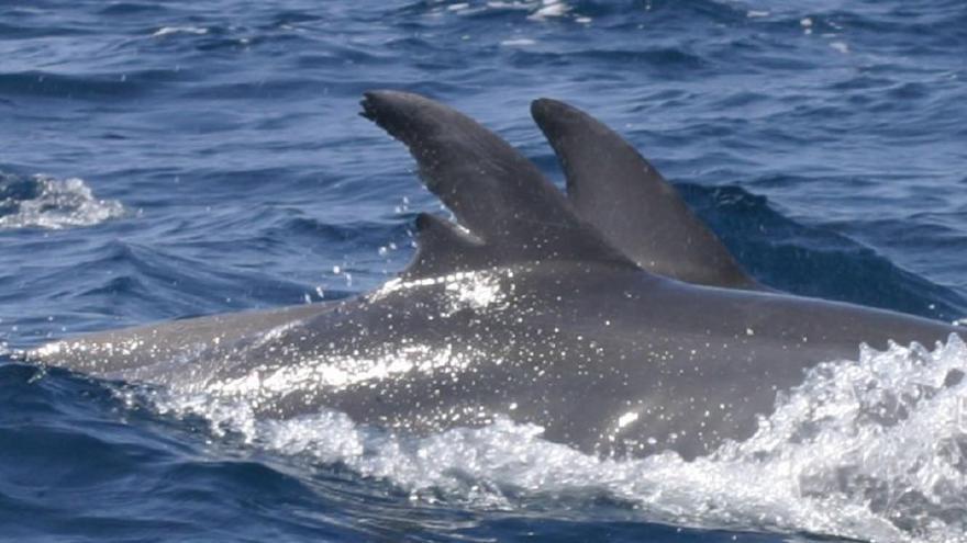 Sant Josep detecta un delfín que lleva una década viviendo en las aguas del municipio
