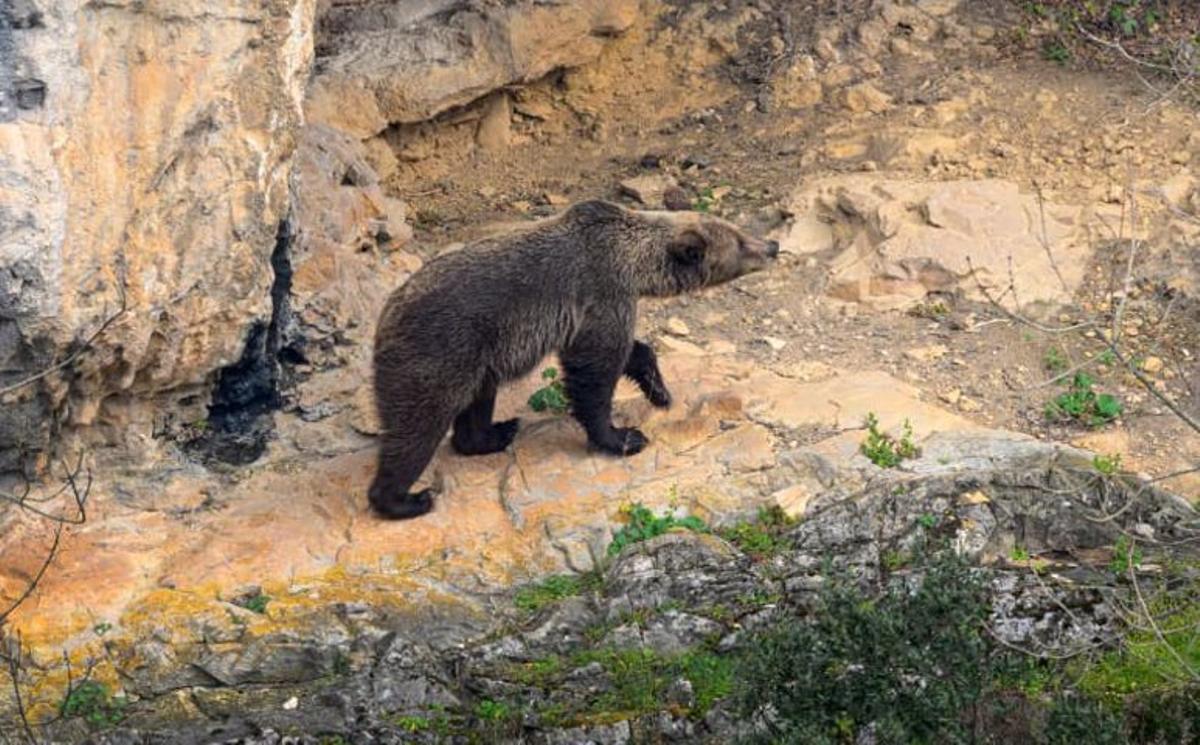 El turismo osero despierta en Asturias