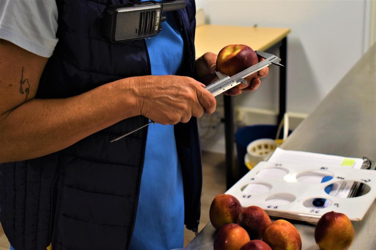 El viaje redondo de la fruta de hueso extremeña El viaje redondo de la fruta de hueso extremeña
