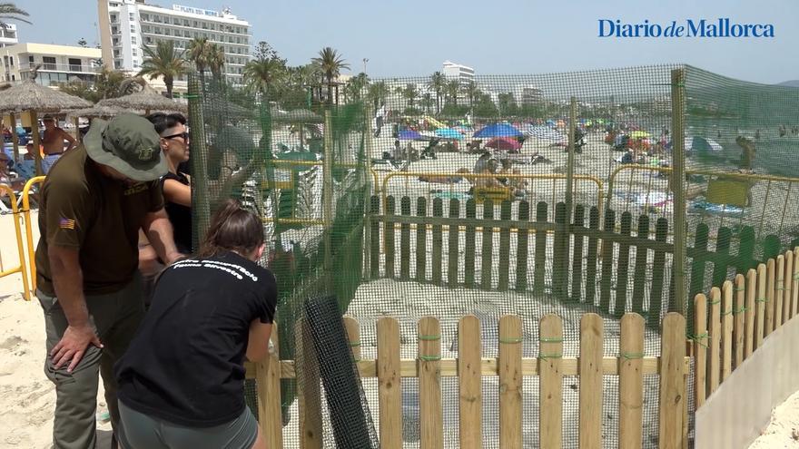Forman a los voluntarios que vigilarán el nido de huevos de tortuga marina en Cala Millor