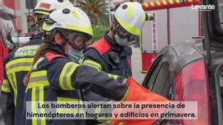 Valencia, en alerta por este insecto: bomberos y policía piden mucha precaución