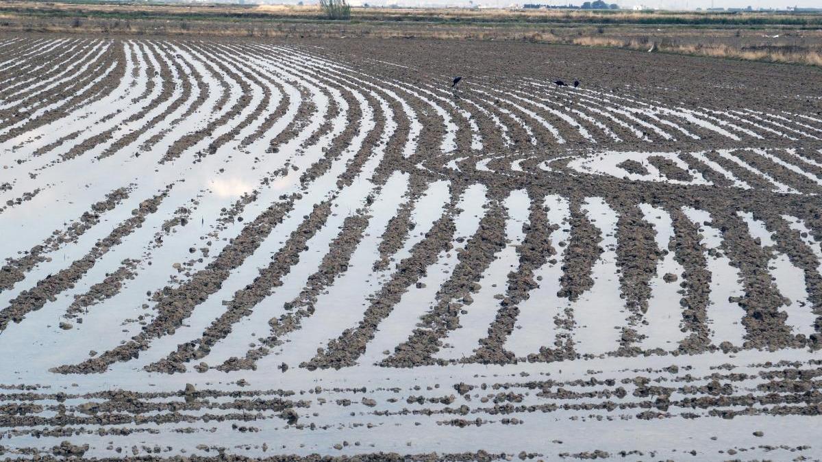 La lluvia atrasa una cosecha de arroz que tendrá menos rivales externos