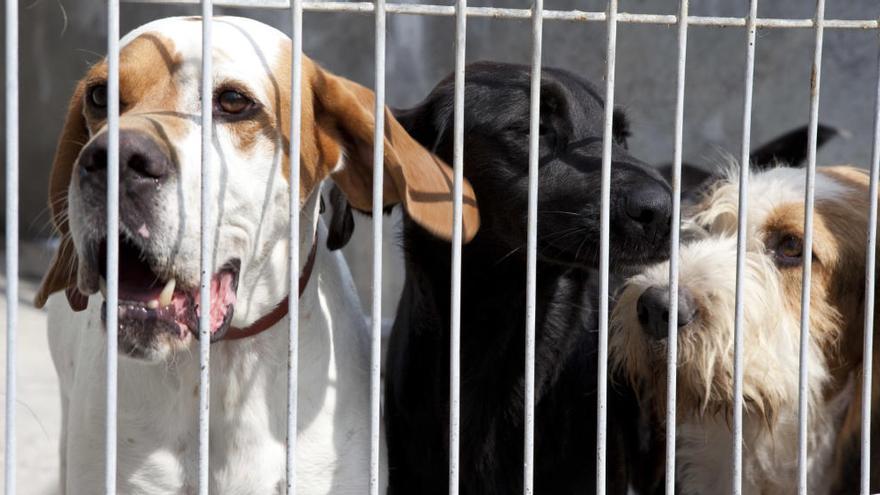 Los gestores de la perrera de Langreo dejarán de recoger perros abandonados