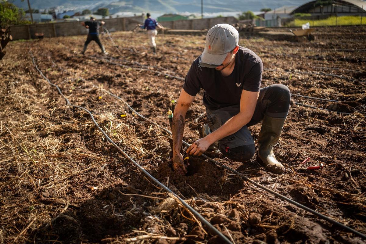 El consejero de Agricultura, Ganadería, Pesca y Soberanía Alimentaria del Gobierno de Canarias, Narvay Quintero, visita una finca en Los Baldíos, donde el Ejecutivo canario, en colaboración con viticultores de las Denominaciones de Origen Protegidas de Vino de las islas, desarrolla un proyecto piloto con patrones americanos de viña para evaluar su resistencia a la filoxera