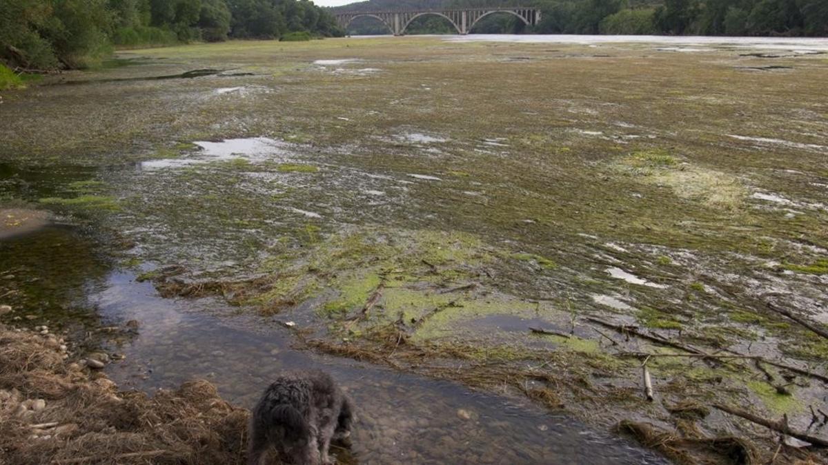 Un espeso manto de plantas acuáticas cubre el río Ebro.