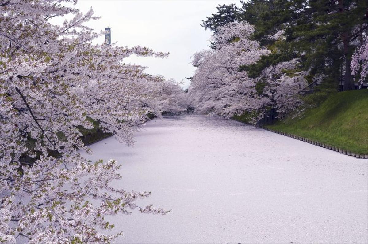 Cerezos en flor, Japón