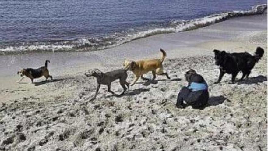 Mit dem Hund an den Strand.