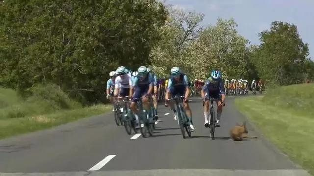 El susto viral del Giro: ¡Un ciervo se cruza ante el pelotón!