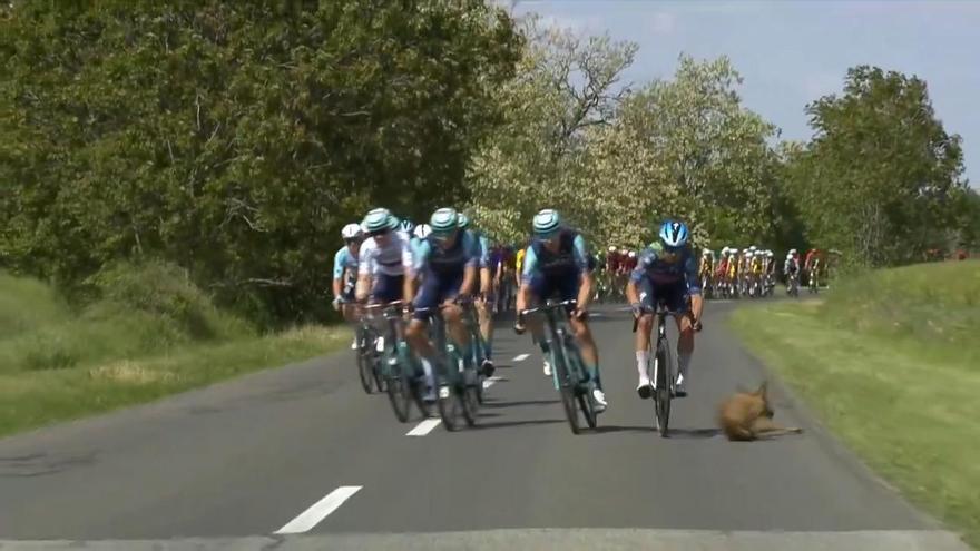 El susto viral del Giro: ¡Un ciervo se cruza ante el pelotón!