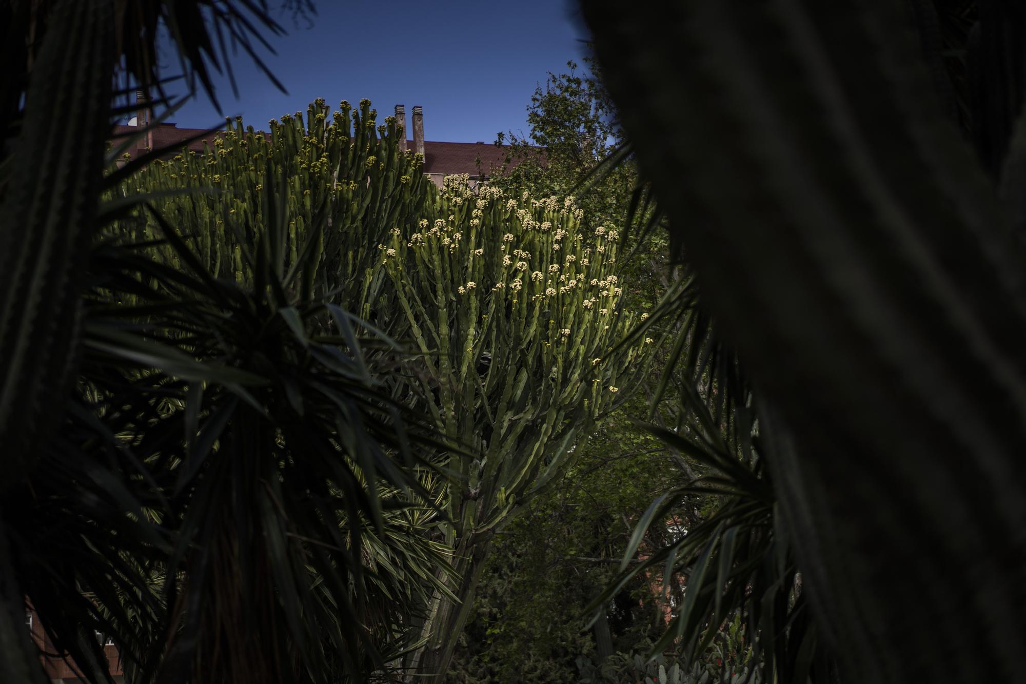 ¿Conoces los jardines de cactus de València?