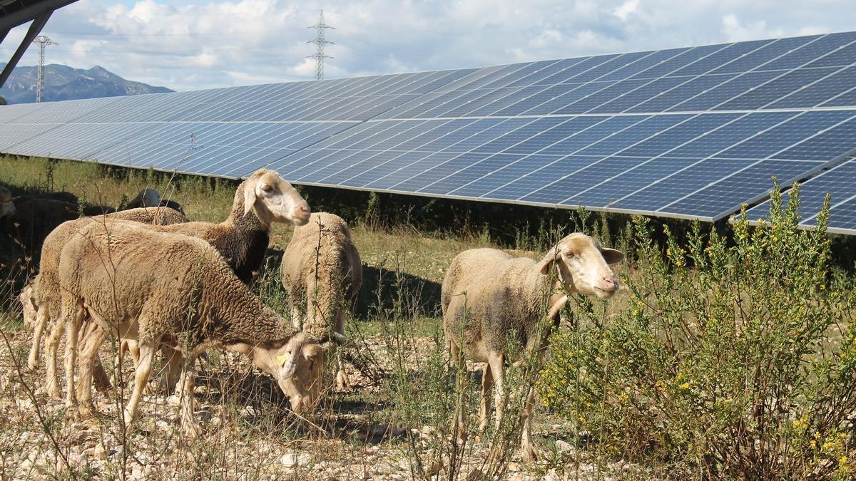 Un grupo de ovejas junto a las placas fotovoltaicas en el parque solar de Sant Jordi.