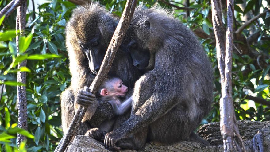 Nace una cría de Dril en Bioparc