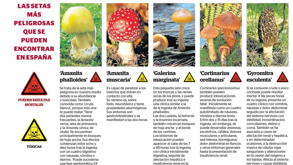 Las setas más peligrosas que se pueden encontrar en España