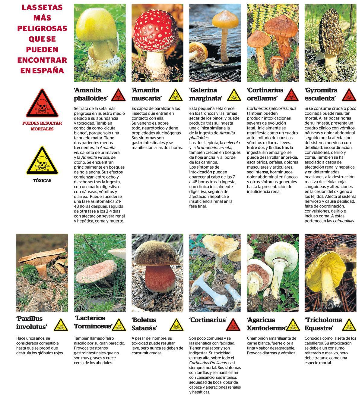Las setas más peligrosas que se pueden encontrar en España