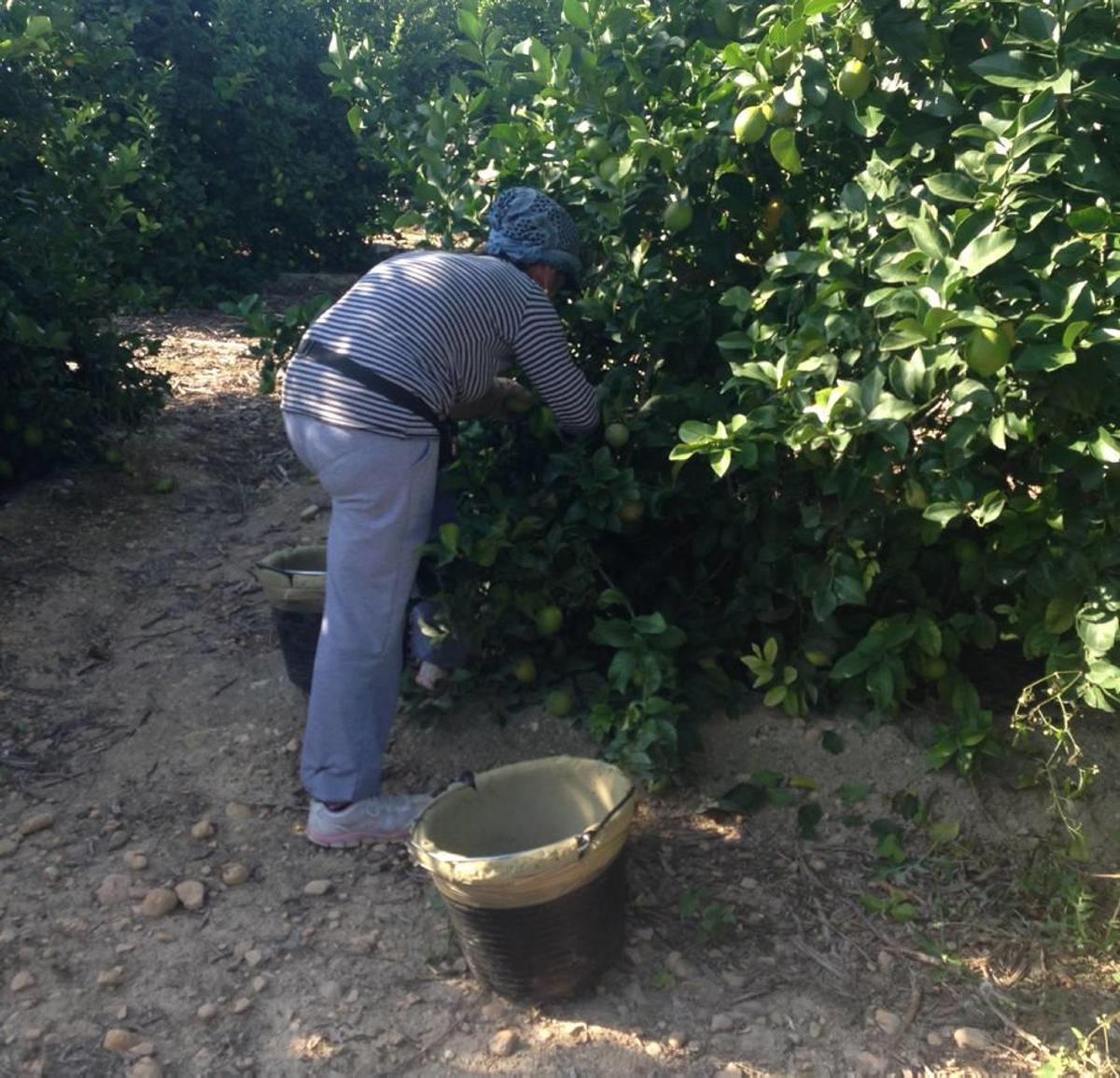 La Región de Murcia intenta colarse en el mercado ruso tras el veto a Turquía