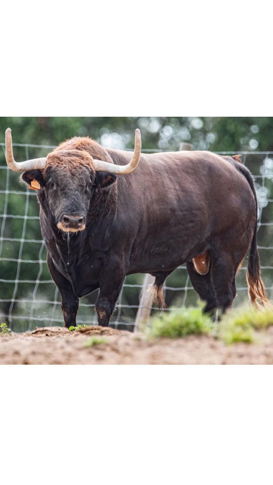 Las fotos de los 12 toros que exhibirá Almenara en sus fiestas patronales