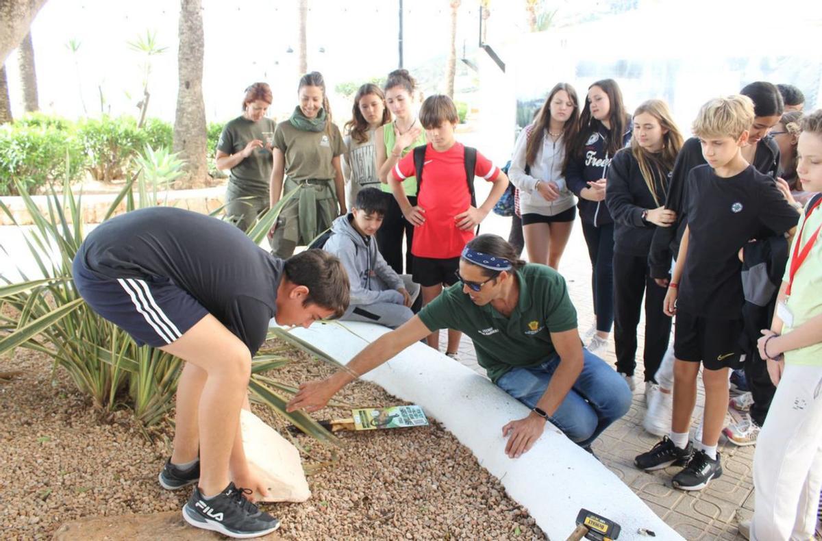 Estudiantes instalan una decena de refugios de lagartijas en Santa Eulària