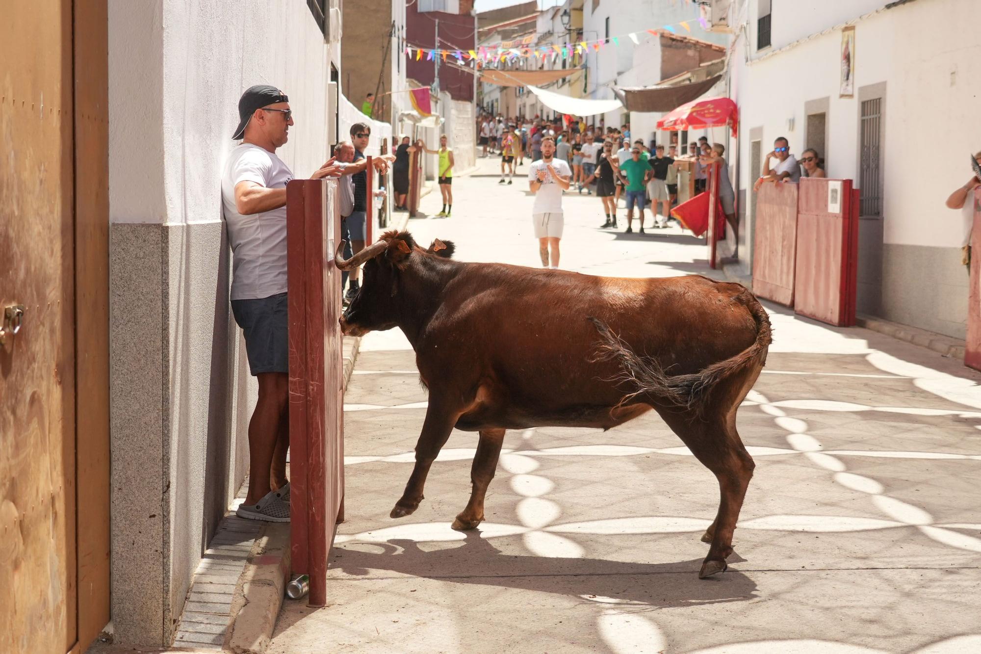 Las vaquillas de El Viso vuelven a correr las calles del pueblo