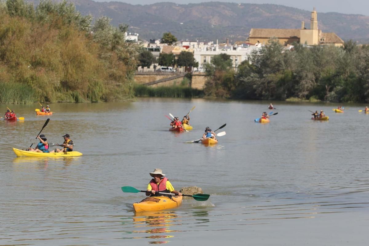 Un caimán por el Guadalquivir