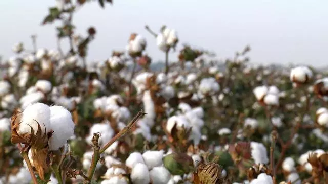 VÍDEO | El retroceso del algodón en Andalucía sigue imparable