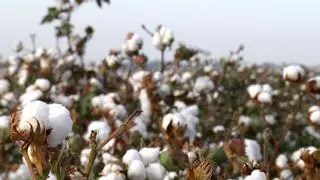 El retroceso del algodón en Andalucía sigue imparable: el cultivo pierde más de 1.000 hectáreas a pesar del alza de la producción