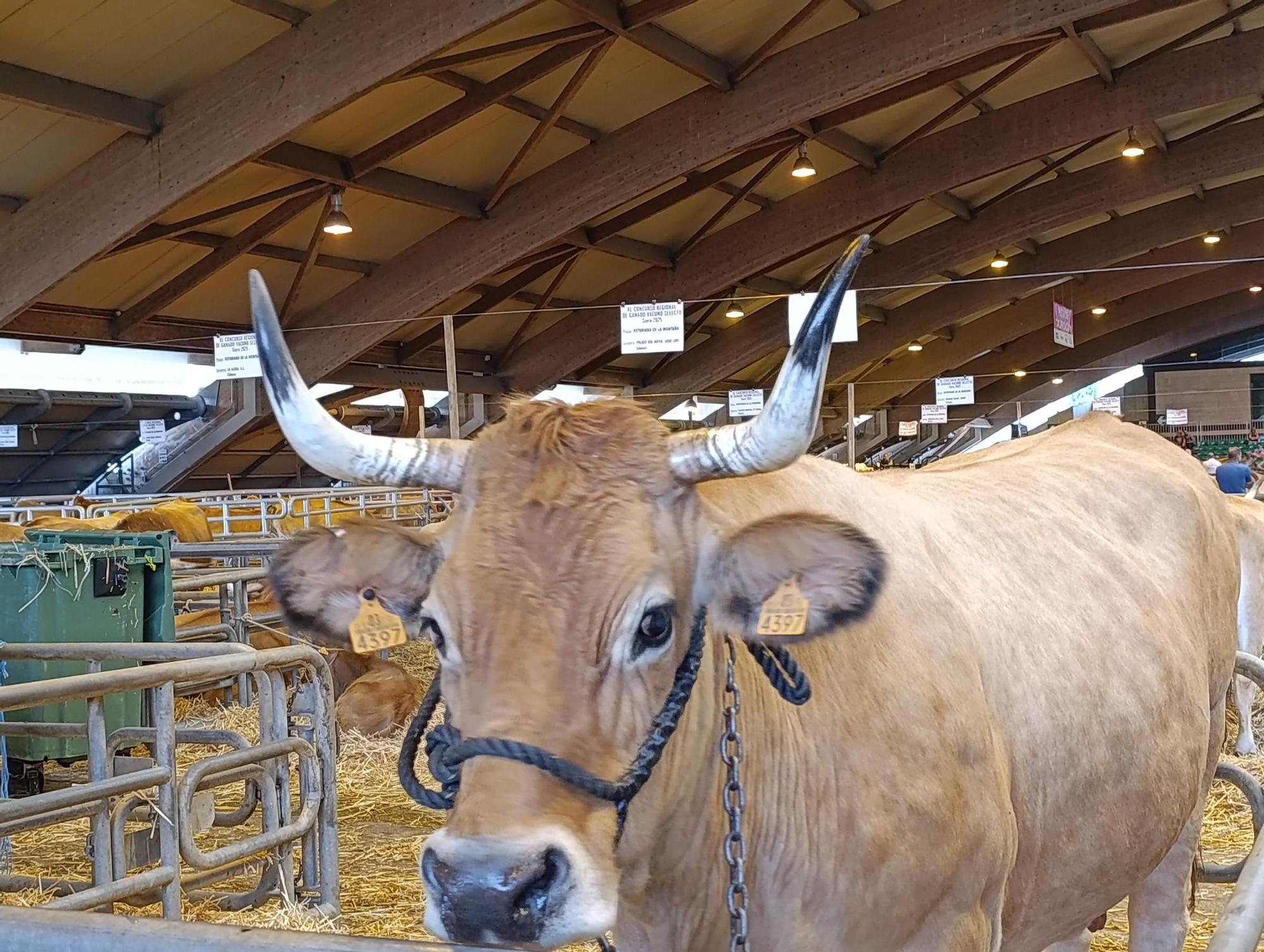 Arranca Agrosiero en La Pola