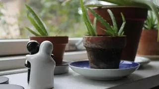 Seis plantas que purifican el aire de tu casa