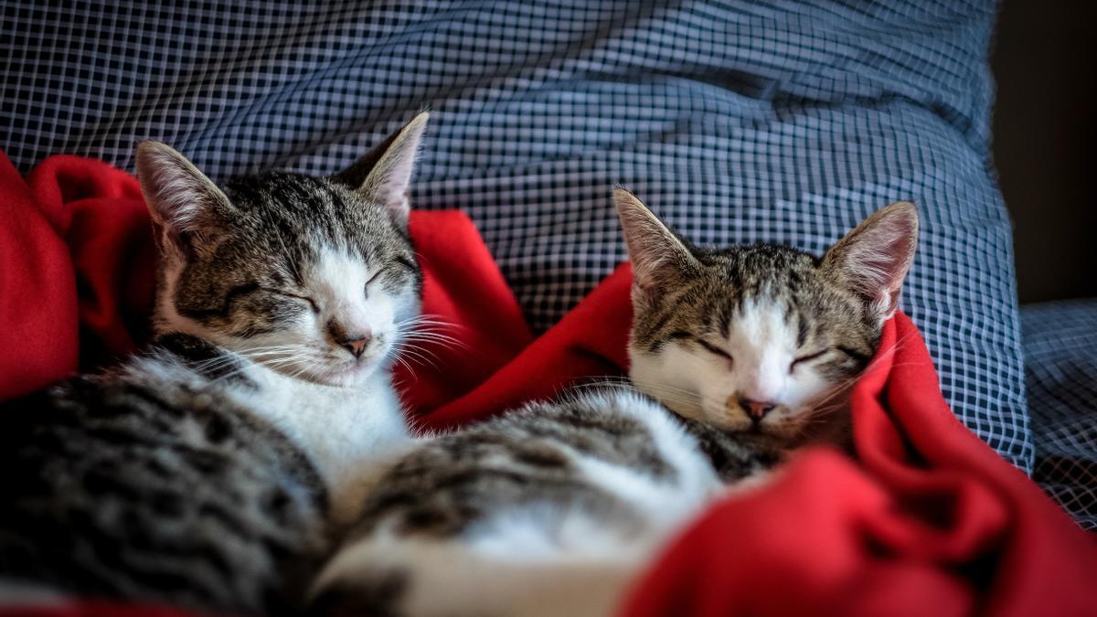 Los gatos pueden dormir más de 15 horas al día