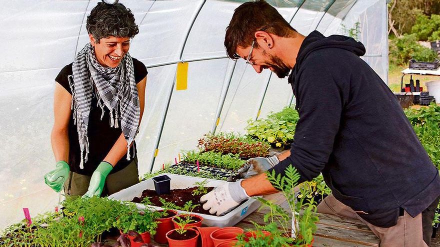 Macht mehr Spaß als die Betreuung der Gäste von Ferienhäusern: Elisa Muñoz und Pedro Serra pflanzen im Gewächshaus bei Sencelles Keimlinge in größere Töpfe um.