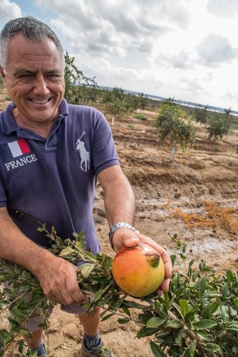 Una familia de agricultores de Elche escoge suelos torrevejenses para cultivar el fruto con denominación de origen