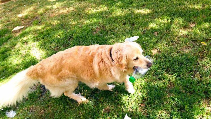 Darcy recoge una botella de plástico en el parque Chabàs de Dénia.