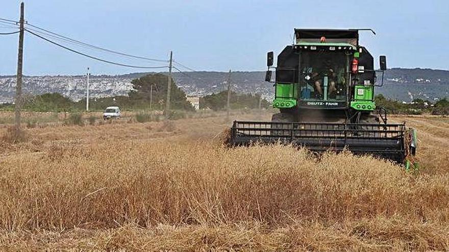 Una cosechadora de la Cooperativa de Formentera trabaja en un campo de cereal.