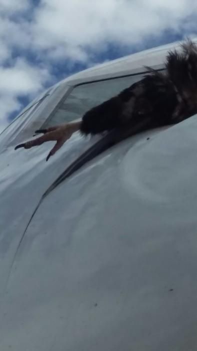 Un buitre negro se estrella contra un avión en Palma