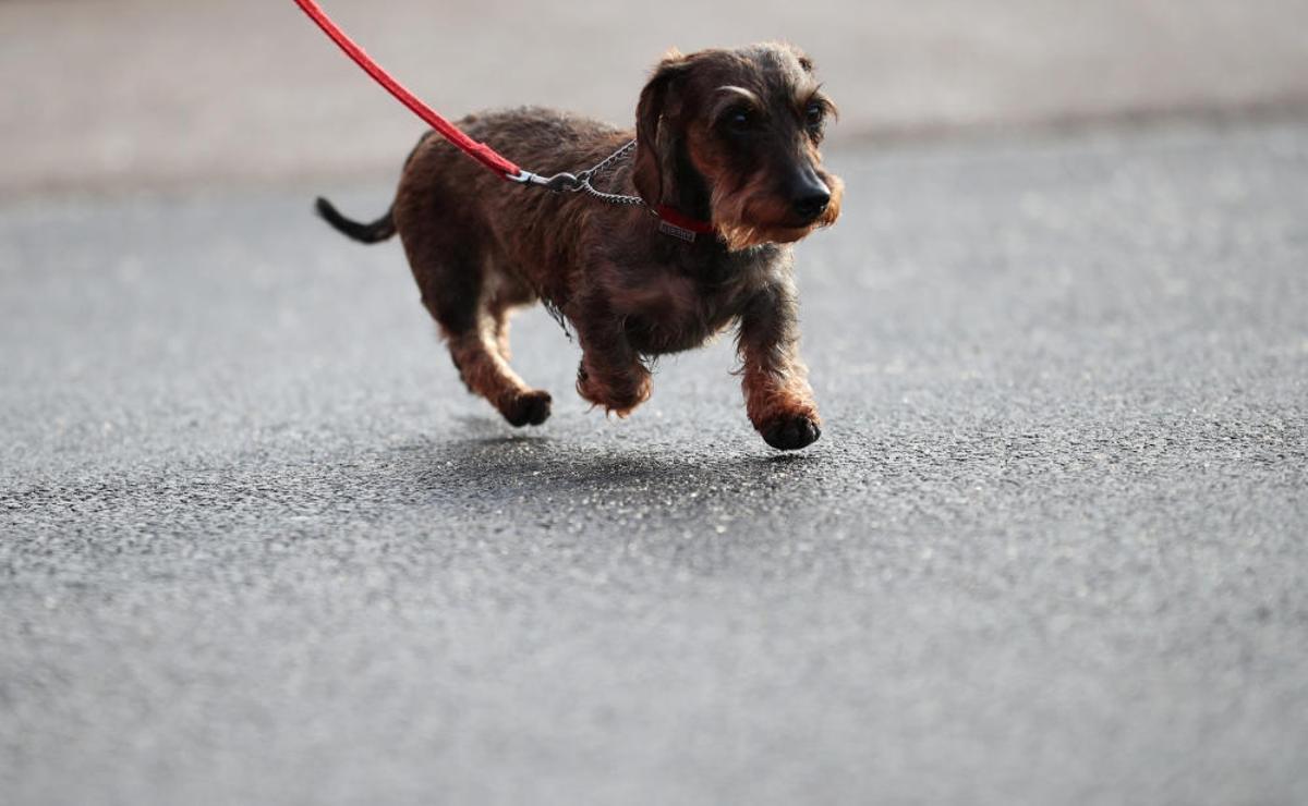 Crufts 2019: L'exhibició de gossos més gran del món