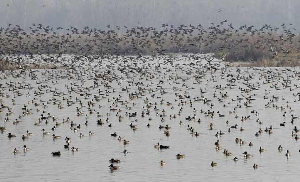 Una bandada d’aus migratòries volen sobre un aiguamoll a Hokersar, al nord de Srinagar (Caixmir indi).