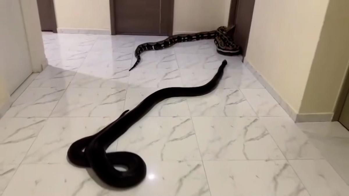 Un vecino libera serpientes gigantes en su edificio en protesta por los ladridos de un perro y el vídeo se vuelve viral
