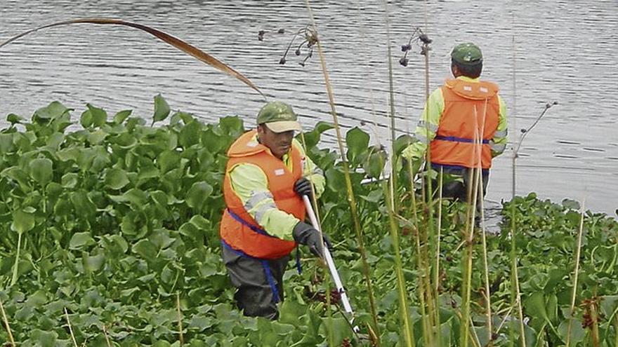 La CHG bajará la cota del embalse y extraerá camalote de las orillas