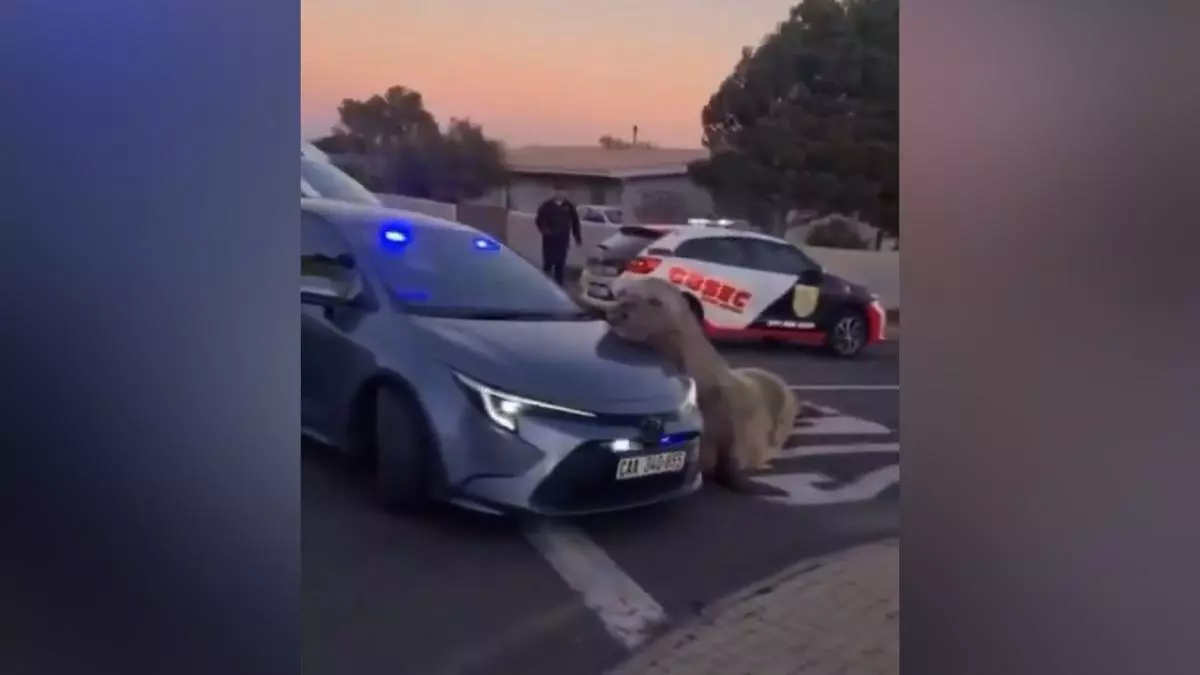 Un elefante marino invade una zona residencial de Ciudad del Cabo en Sudáfrica